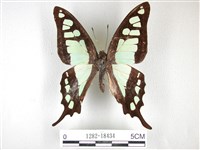 藏品(寬帶青鳳蝶)的圖片