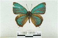 藏品(霧社翠灰蝶)的圖片