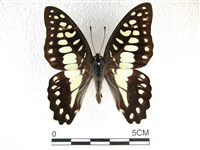 藏品(木蘭青鳳蝶)的圖片