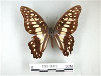 藏品(木蘭青鳳蝶)的圖片