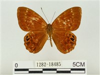 藏品(白點褐蜆蝶)的圖片