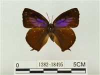 藏品(燕尾紫灰蝶)的圖片