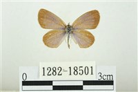 藏品(折列藍灰蝶沖繩亞種)的圖片