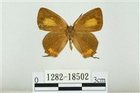 藏品(渡氏烏灰蝶)的圖片