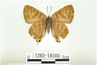 藏品(虎灰蝶)的圖片