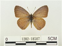 藏品(大娜波灰蝶)的圖片