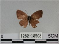 藏品(黑星灰蝶)的圖片