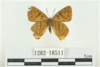 藏品(三斑虎灰蝶)的圖片