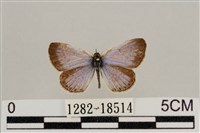 藏品(藍灰蝶沖繩亞種)的圖片