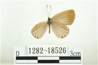 藏品(南方燕藍灰蝶)的圖片