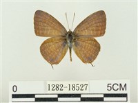 藏品(大娜波灰蝶)的圖片