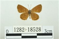 藏品(東方晶灰蝶)的圖片