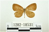 藏品(黑丸灰蝶)的圖片