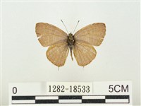 藏品(大娜波灰蝶)的圖片