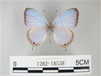 藏品(淡青雅波灰蝶)的圖片