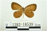 藏品(黑丸灰蝶)的圖片