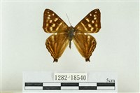 藏品(銀紋尾蜆蝶)的圖片