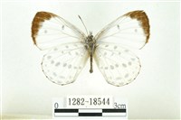 藏品(白雀斑灰蝶)的圖片