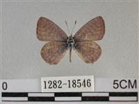 藏品(細灰蝶)的圖片