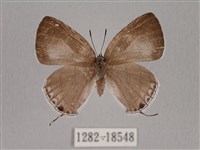 藏品(瓏灰蝶)的圖片