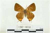 藏品(三斑虎灰蝶)的圖片