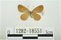 藏品(折列藍灰蝶沖繩亞種)的圖片