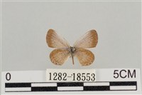 藏品(藍灰蝶沖繩亞種)的圖片