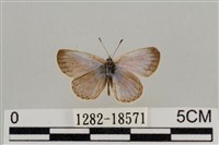 藏品(藍灰蝶沖繩亞種)的圖片