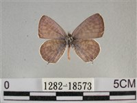 藏品(細灰蝶)的圖片