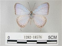 藏品(淡青雅波灰蝶)的圖片