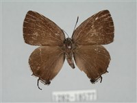 藏品(田中洒灰蝶)的圖片