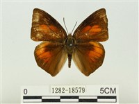 藏品(銀灰蝶)的圖片