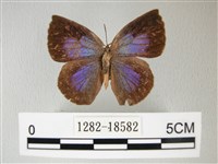 藏品(日本紫灰蝶)的圖片
