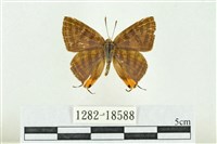 藏品(三斑虎灰蝶)的圖片