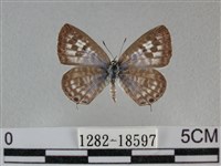 藏品(細灰蝶)的圖片