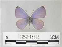 藏品(細邊琉灰蝶)的圖片