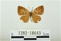 藏品(竹蚜灰蝶)的圖片