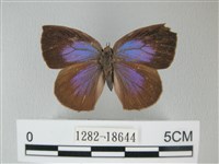 藏品(日本紫灰蝶)的圖片