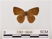 藏品(閃灰蝶)的圖片