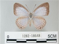 藏品(淡青雅波灰蝶)的圖片