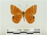 藏品(白點褐蜆蝶)的圖片