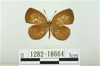 藏品(黑點灰蝶)的圖片