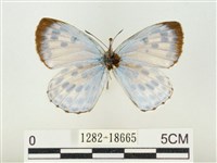 藏品(青雀斑灰蝶)的圖片