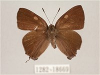 藏品(田中洒灰蝶)的圖片