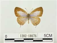 藏品(大娜波灰蝶)的圖片