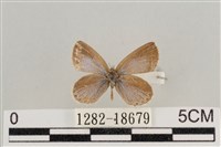 藏品(藍灰蝶沖繩亞種)的圖片