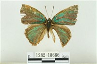 藏品(霧社翠灰蝶)的圖片