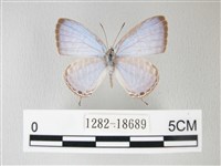 藏品(淡青雅波灰蝶)的圖片