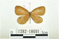 藏品(黑丸灰蝶)的圖片