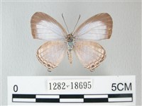 藏品(淡青雅波灰蝶)的圖片